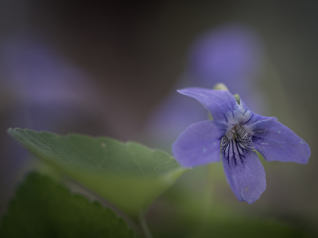 Viola riviniana