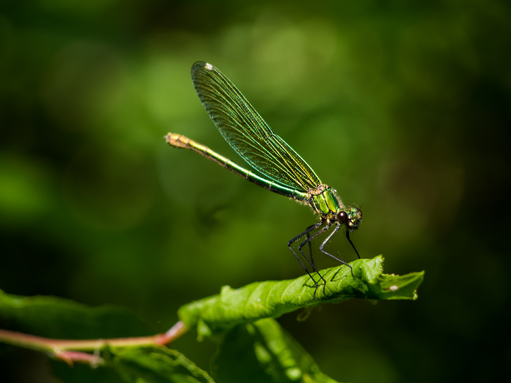 Calopteryx splendens (female)