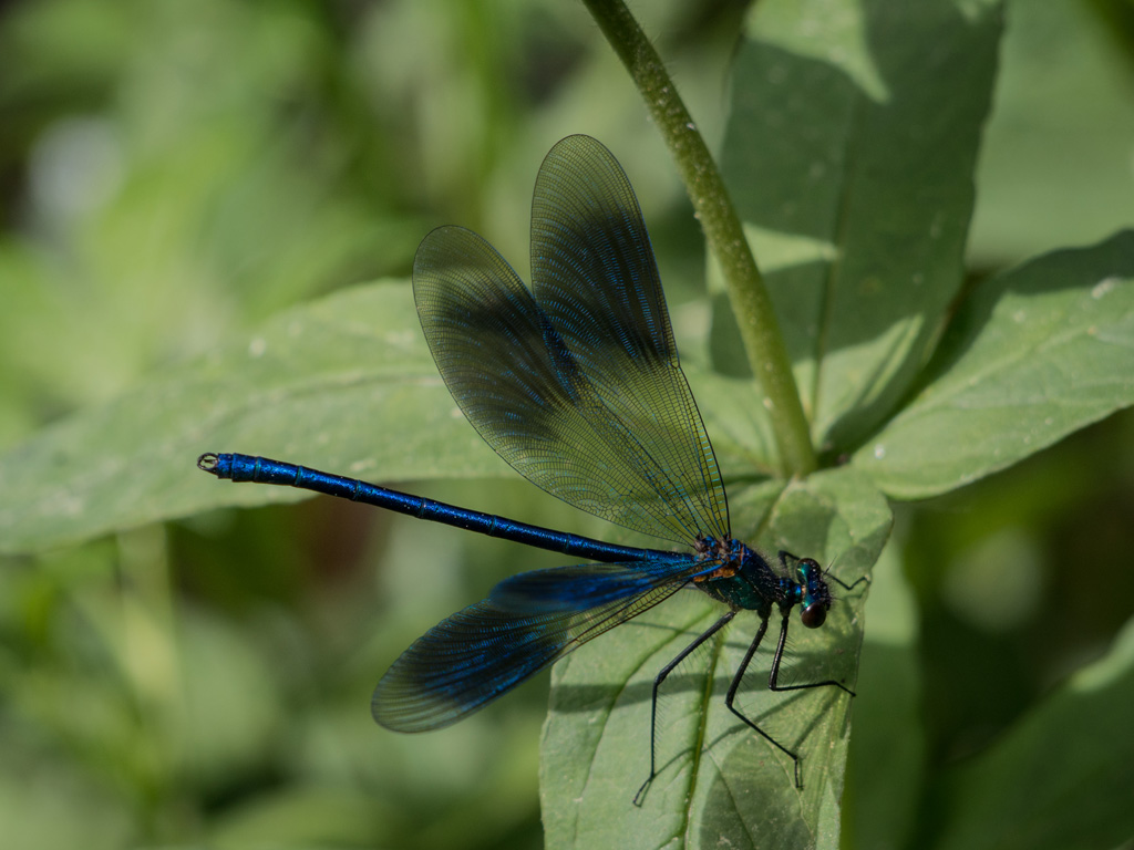 Calopteryx splendens (male)