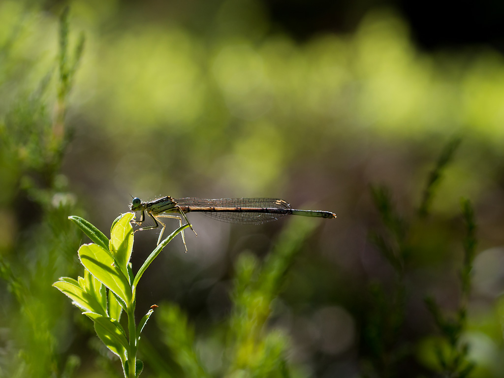 Platycnemis pennipes