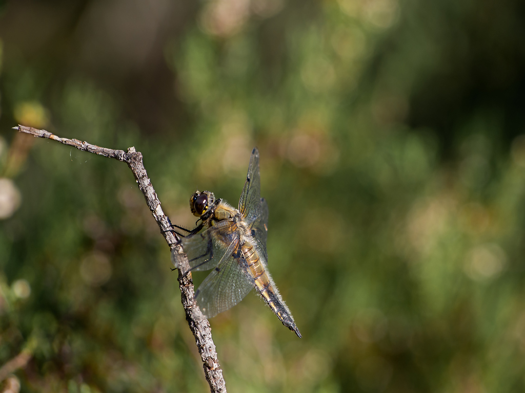 Libellula quadrimaculata